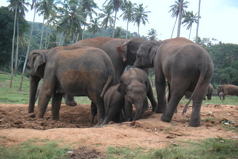 Sri Lanka, Pinnawela Elephant Orphanage